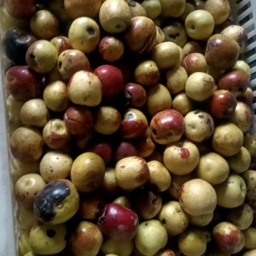 大荔冬枣裂口枣次枣现货供应欢迎采购货源充足预购从速