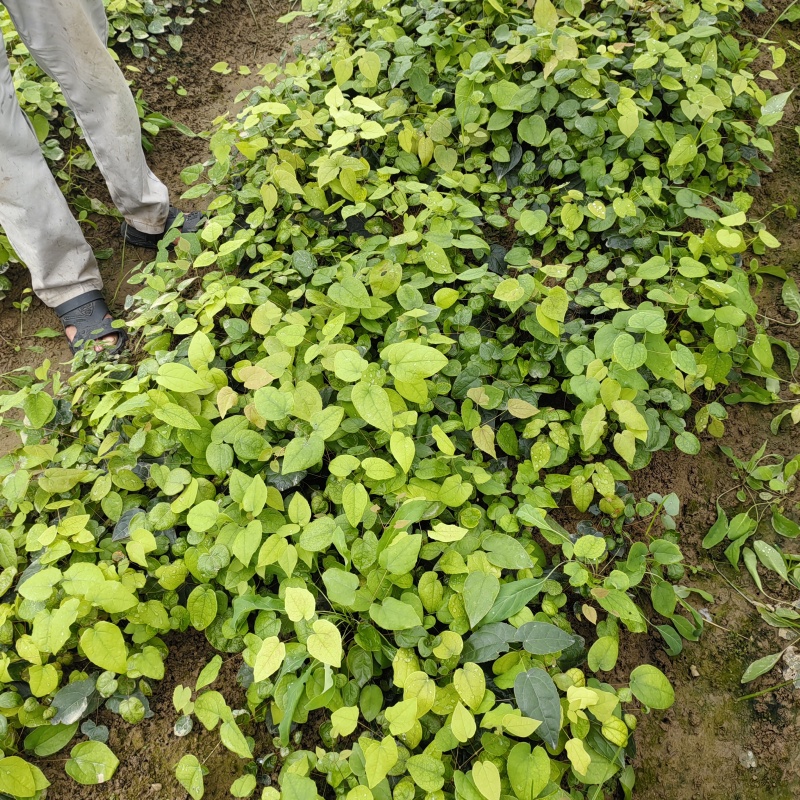 高含量淫羊藿苗