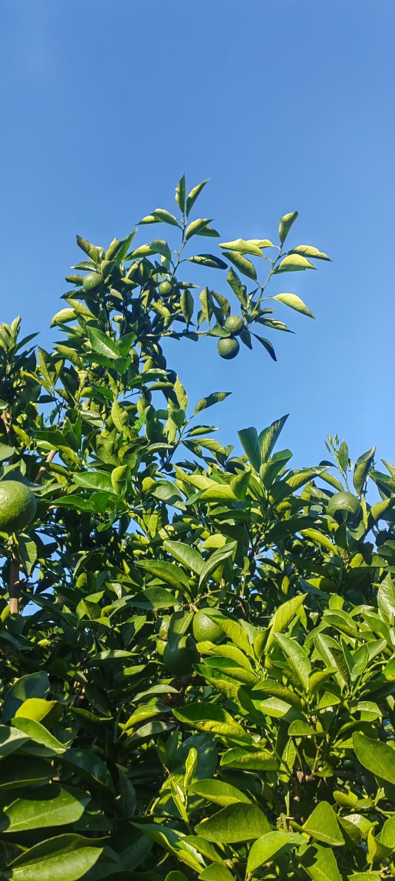 冰糖橙