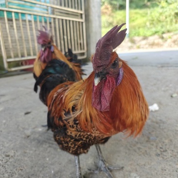 正宗雪峰山乌骨鸡
