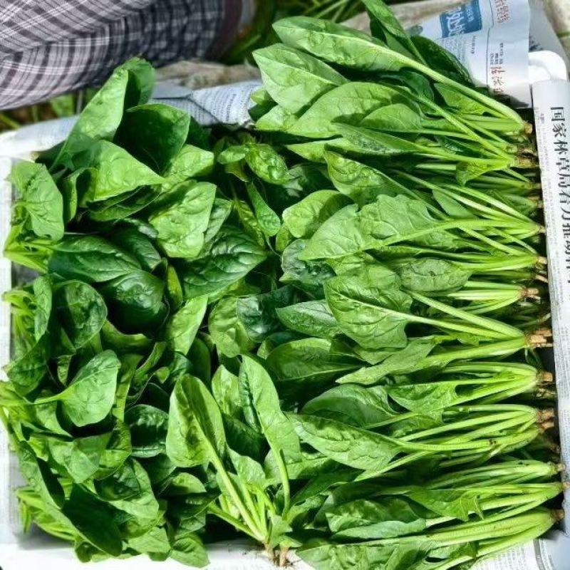 精品菠菜质量保证货源充足对接电商商超市场全国发货