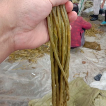 酸豆角