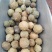 没食子无硫中药材墨石子无食子没石子无石子麻荼泽无余子