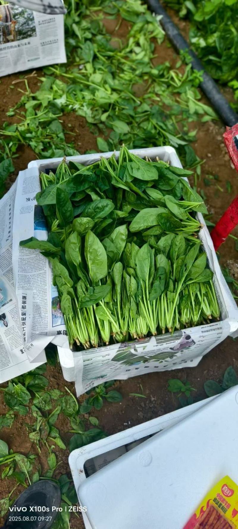 精品菠菜质量保证货源充足对接电商商超市场全国发货