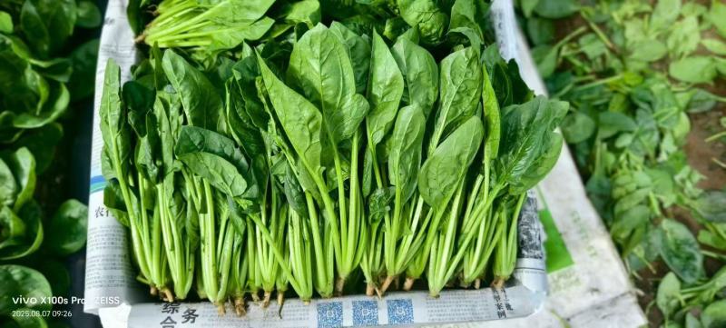 精品菠菜质量保证货源充足对接电商商超市场全国发货