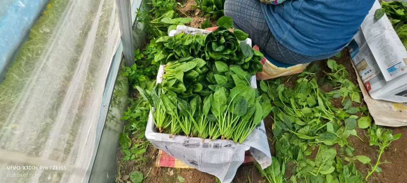 精品菠菜质量保证货源充足对接电商商超市场全国发货