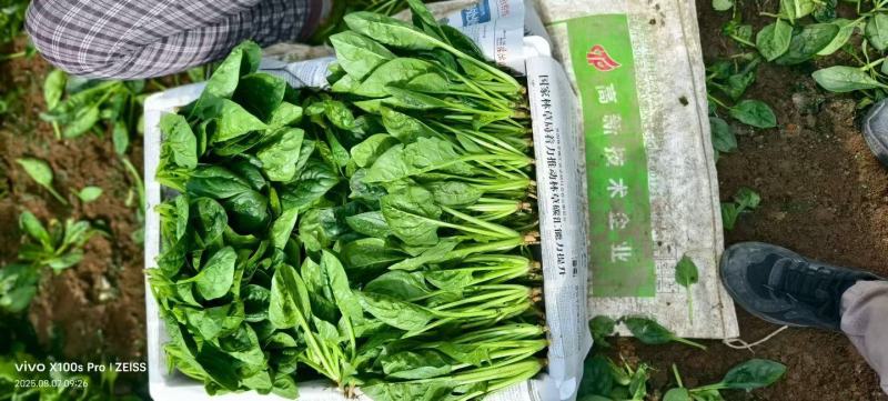 精品菠菜质量保证货源充足对接电商商超市场全国发货