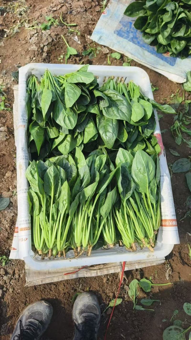 精品菠菜质量保证货源充足对接电商商超市场全国发货