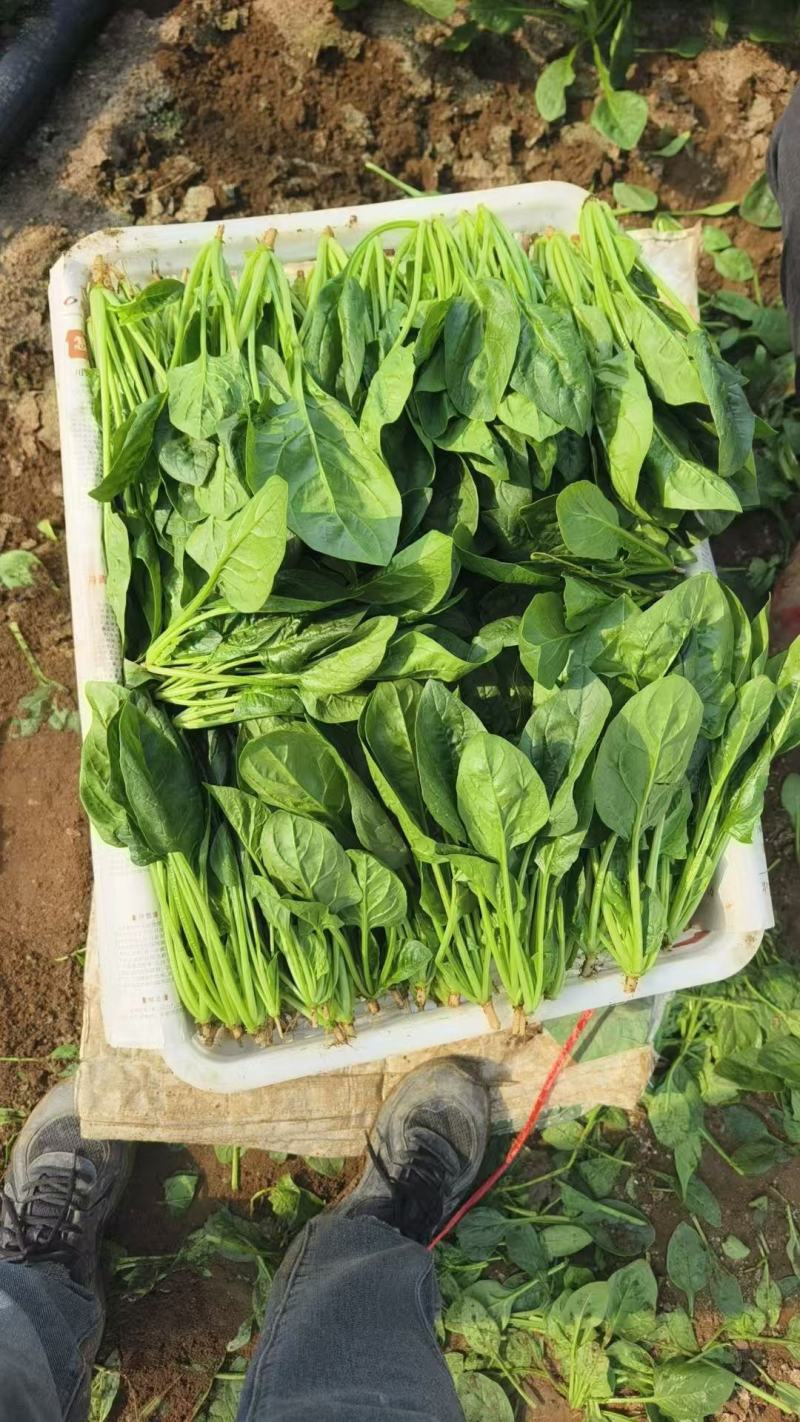 精品菠菜质量保证货源充足对接电商商超市场全国发货