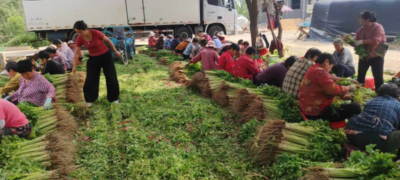 山东芹菜毛芹产地直供量大从优价格实惠实力代发全
