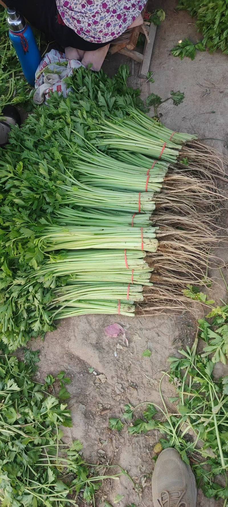 山东芹菜毛芹产地直供量大从优价格实惠实力代发全