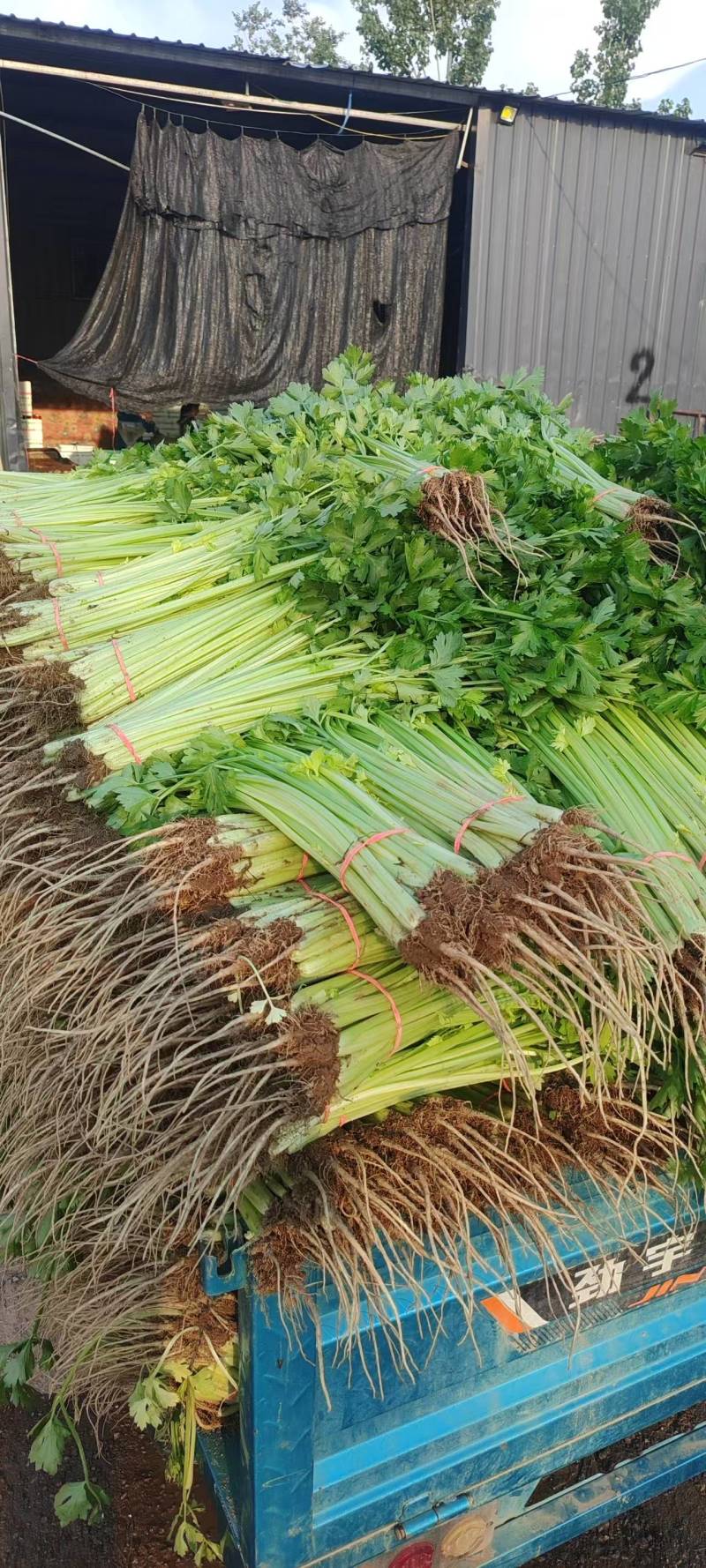 山东芹菜毛芹产地直供量大从优价格实惠实力代发全