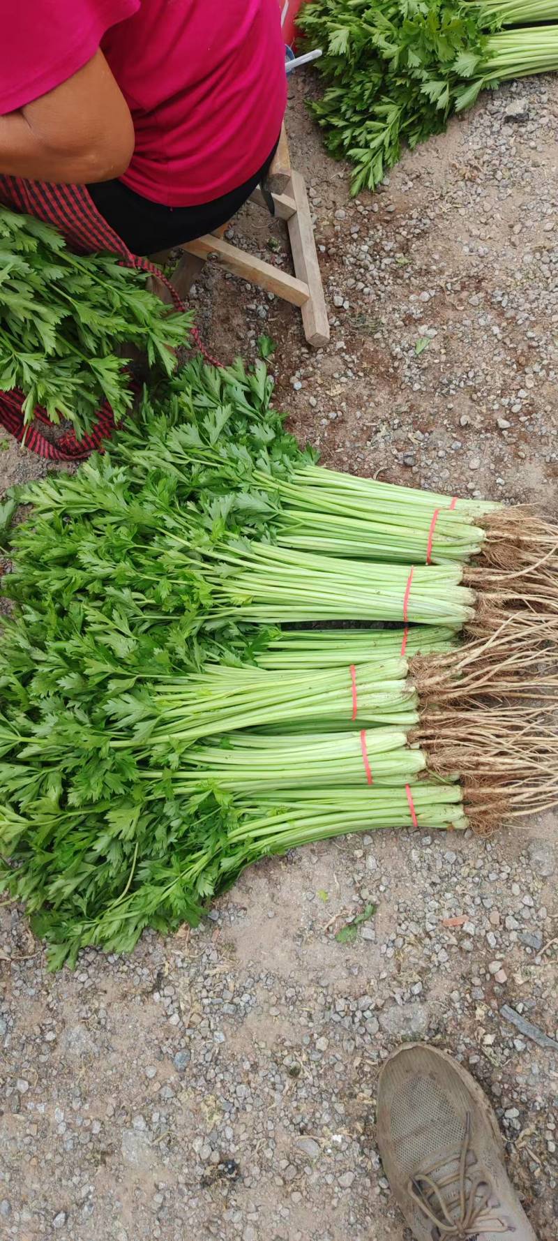 山东芹菜毛芹产地直供量大从优价格实惠实力代发全