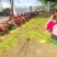 山东芹菜毛芹产地直供量大从优价格实惠实力代发全