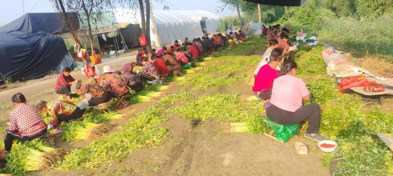 山东芹菜毛芹产地直供量大从优价格实惠实力代发全