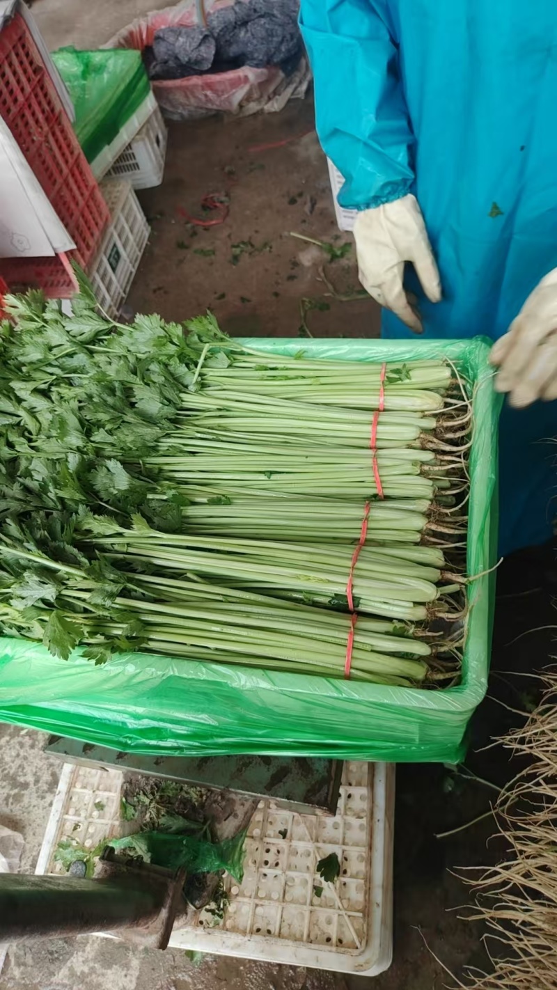 山东芹菜毛芹产地直供量大从优价格实惠实力代发全