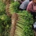 山东芹菜毛芹产地直供量大从优价格实惠实力代发全