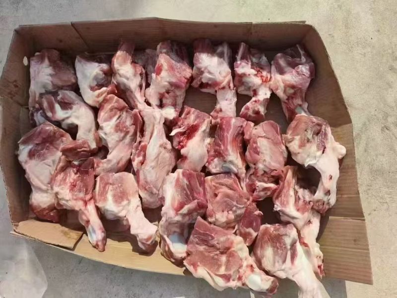 后肘骨