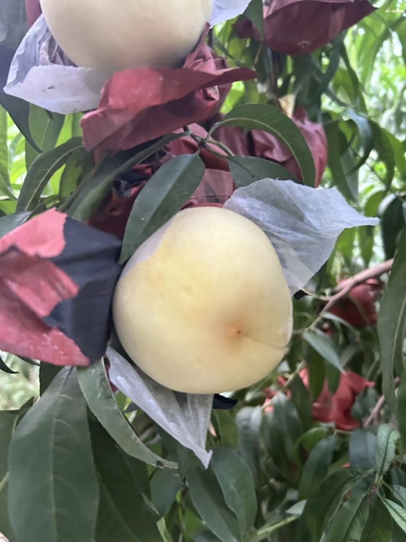 金秋红蜜马上大量出货，果面干净，口感脆甜