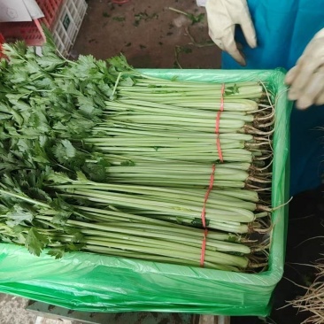 推荐山东芹菜精品水芹基地直供量大从优欢迎联系品