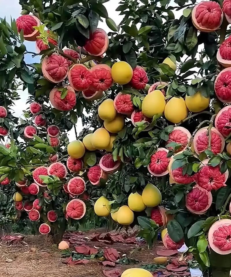 优质的红心蜜柚开始大量上市