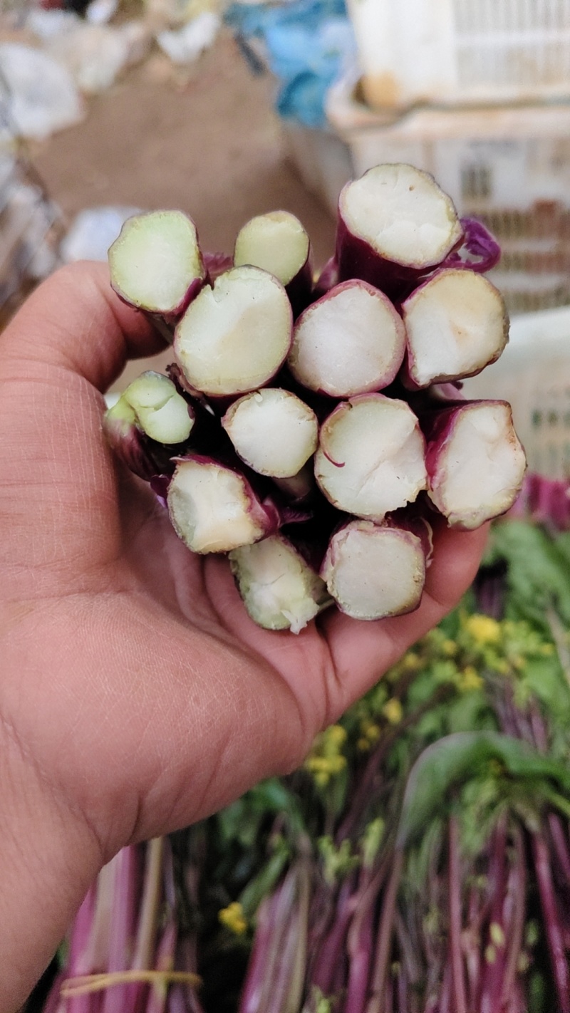 贵州紫菜苔产地一手价货量大承接餐饮批发市场酒店商超满意为止