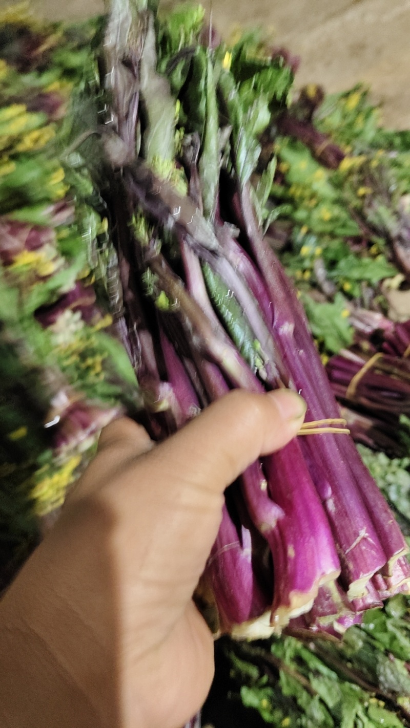 贵州紫菜苔产地一手价货量大承接餐饮批发市场酒店商超满意为止