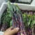 贵州紫菜苔产地一手价货量大承接餐饮批发市场酒店商超满意为止