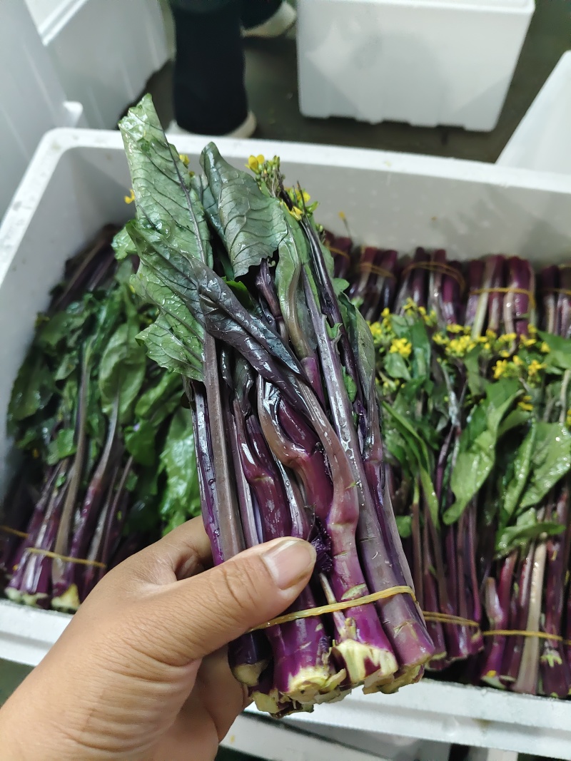 贵州紫菜苔产地一手价货量大承接餐饮批发市场酒店商超满意为止
