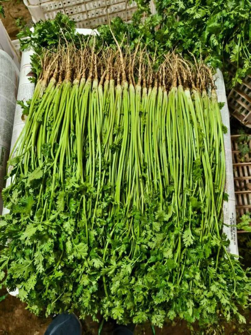 香菜铁杆香菜山东寿光对接全国市场电商商超全国发货