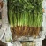 香菜铁杆香菜山东寿光对接全国市场电商商超全国发货