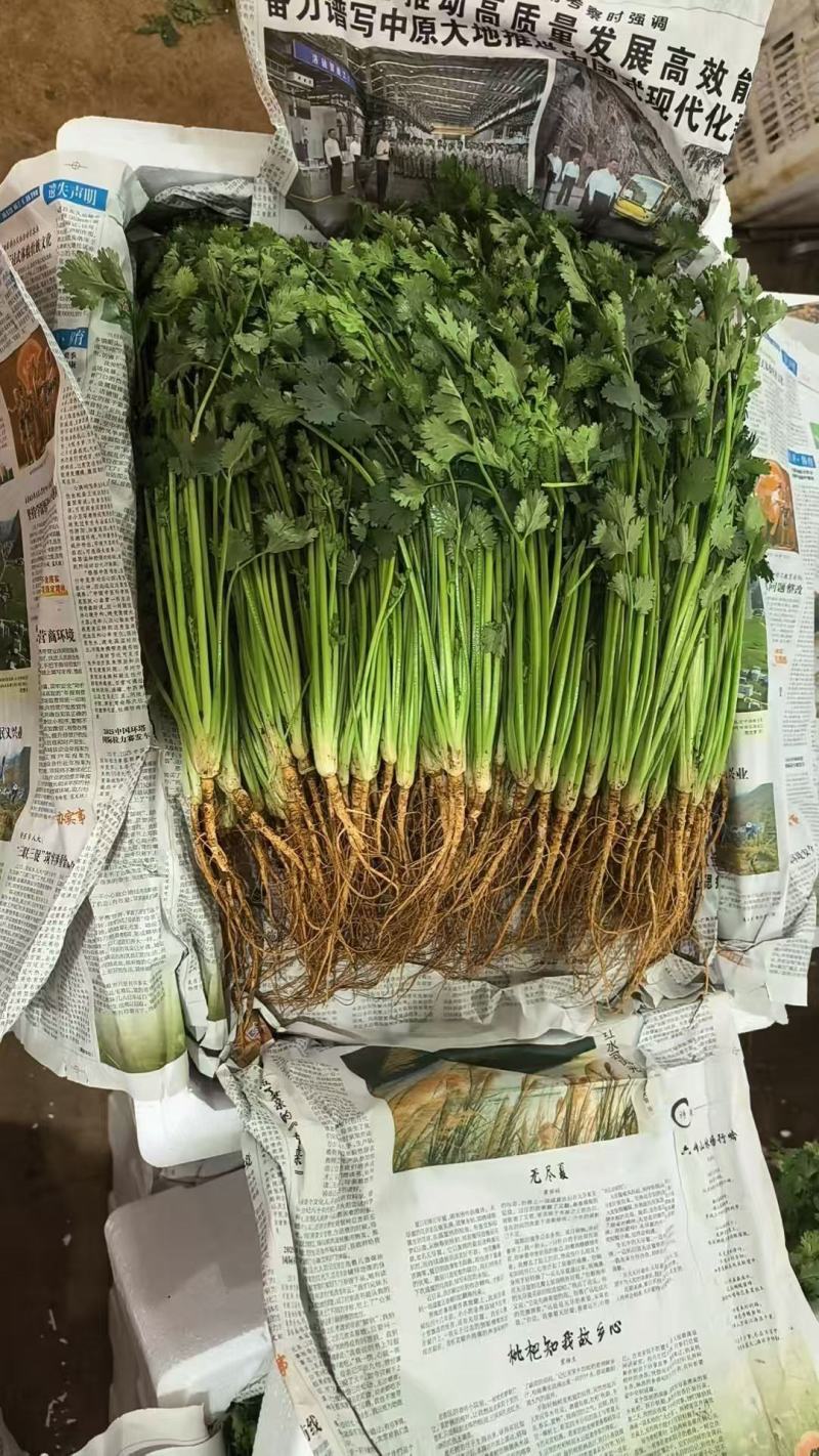 香菜铁杆香菜山东寿光对接全国市场电商商超全国发货