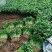 香菜铁杆香菜山东寿光对接全国市场电商商超全国发货