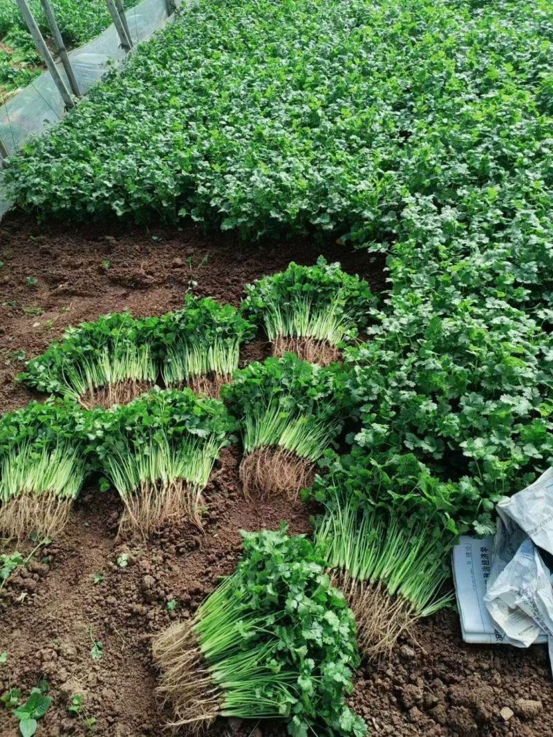 香菜铁杆香菜山东寿光对接全国市场电商商超全国发货