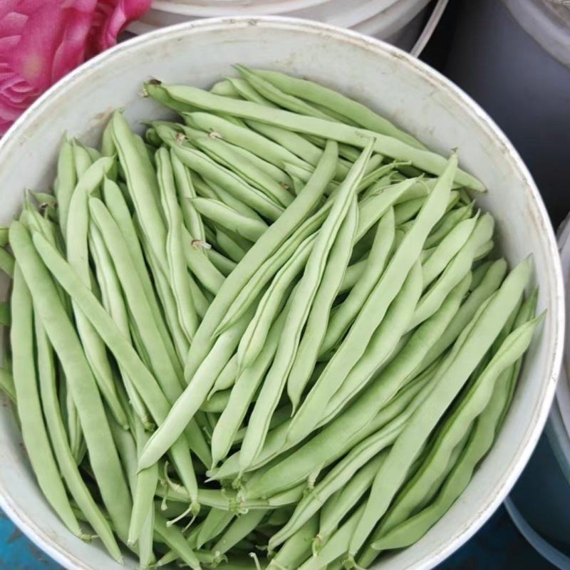 四季豆产地一手货源量大从优价格实惠欢迎联系