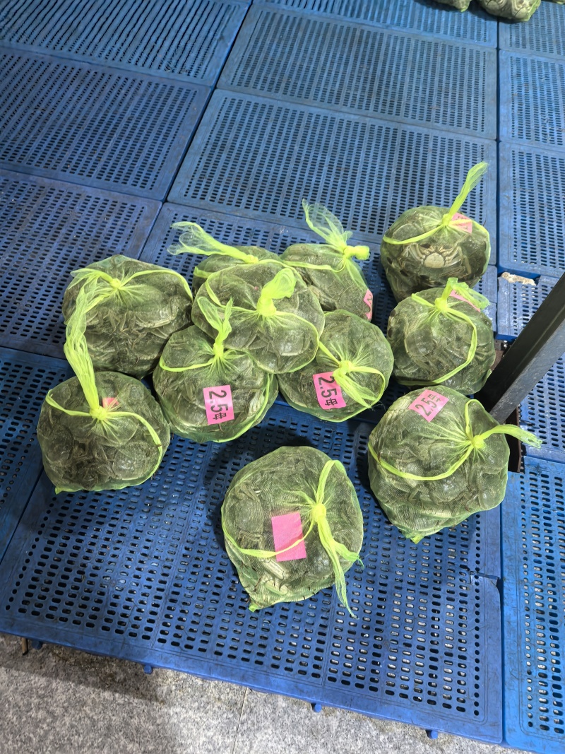 江苏大闸蟹