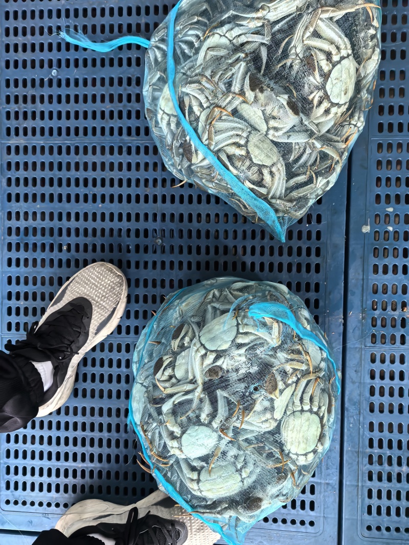 江苏大闸蟹