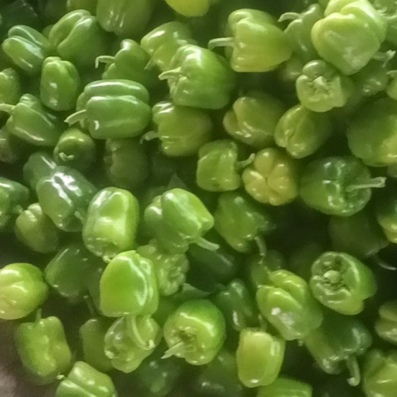 绿圆椒