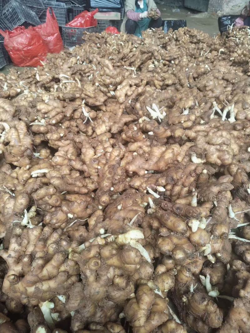 贵州二黄姜产地货源量大价优欢迎随时电话联系