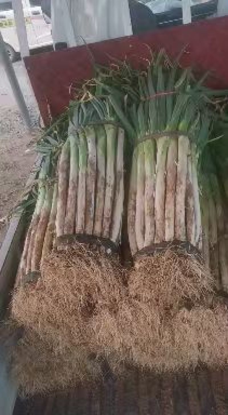 青州市长白大葱大量上市。量大从优。欢迎老板前来选购。