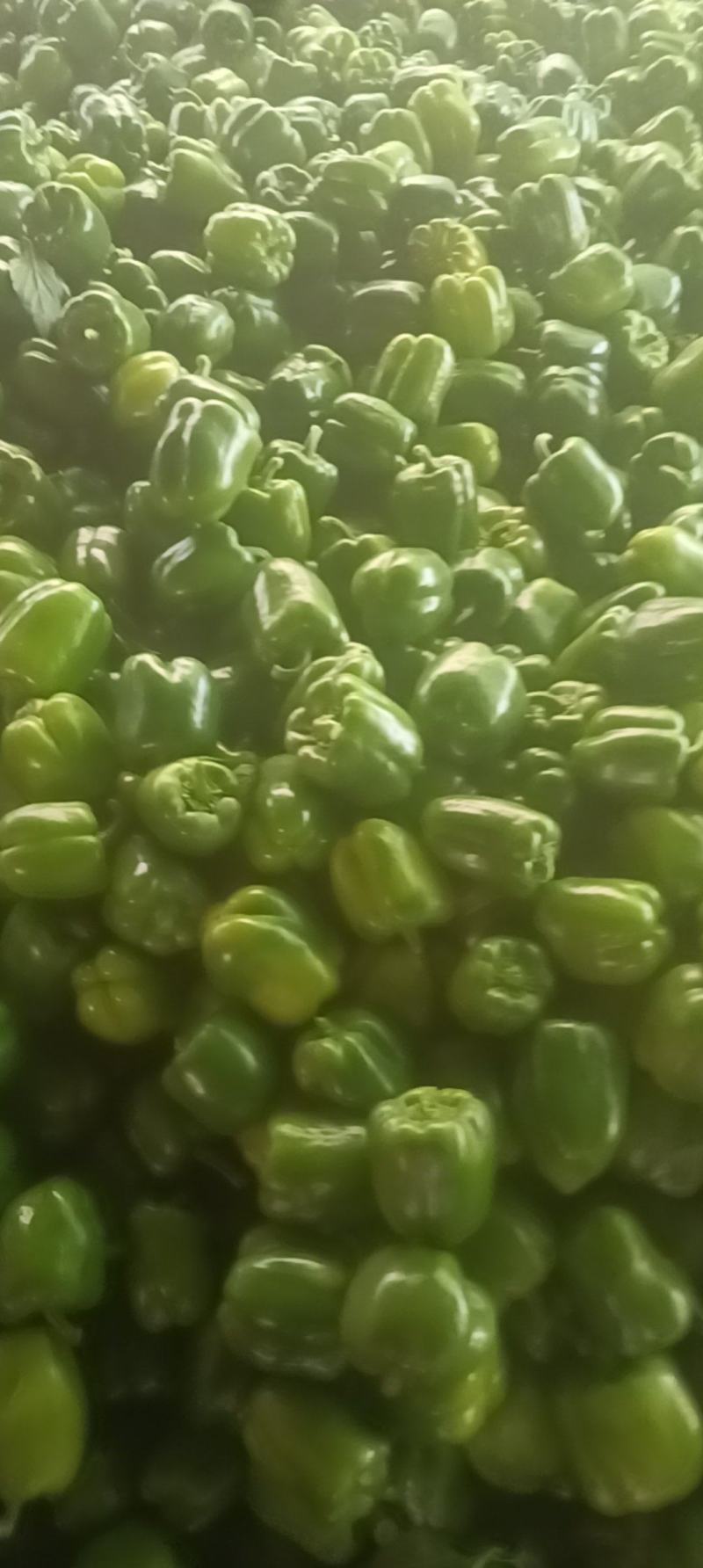 绿圆椒