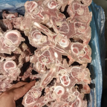 多肉羊蝎子