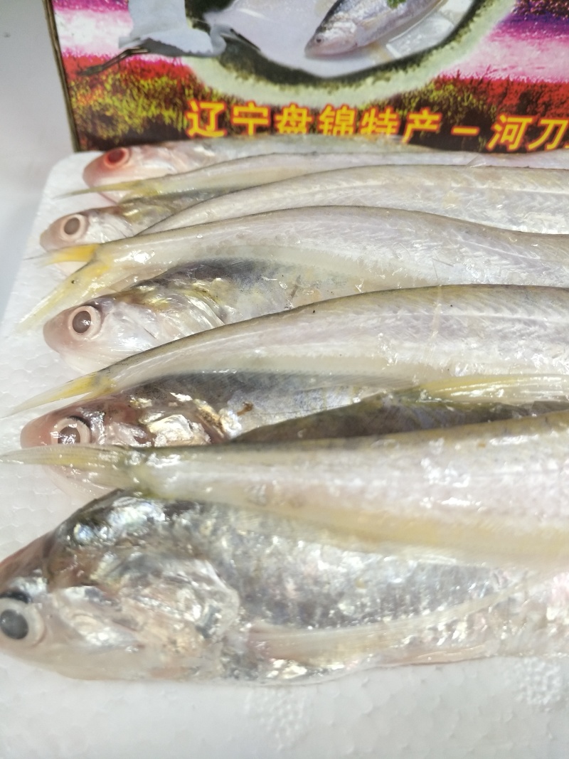 河刀鱼