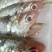 河刀鱼