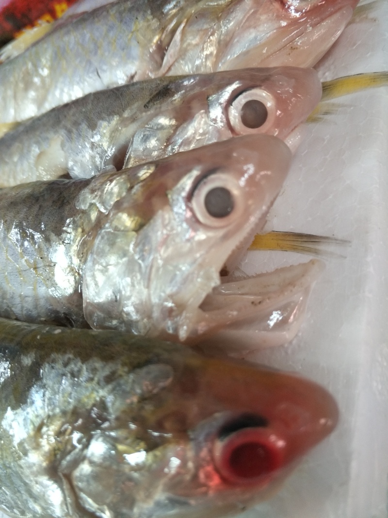 河刀鱼