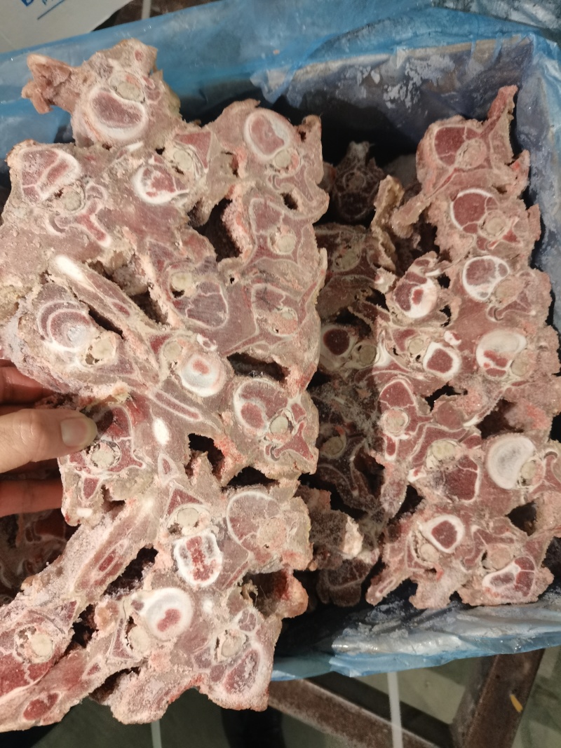 多肉羊蝎子
