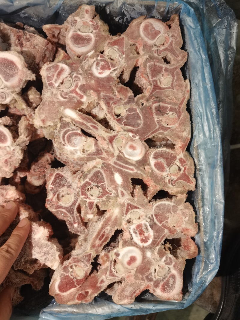多肉羊蝎子