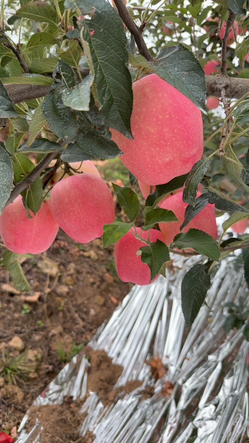 中秋王苹果大量上市个大皮毛亮颜色全红口感脆甜