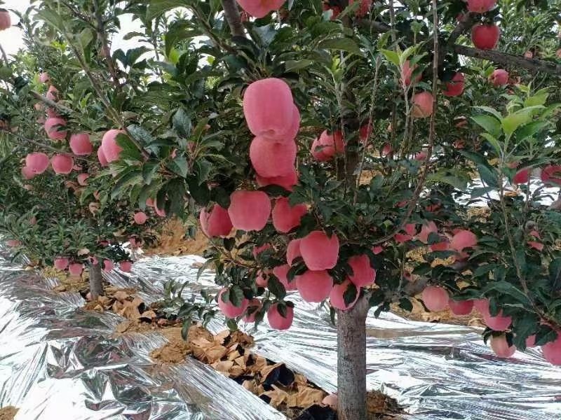 中秋王苹果大量上市个大皮毛亮颜色全红口感脆甜