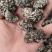 核桃菌2.0以上机器筛选人工挑选泡发黑红